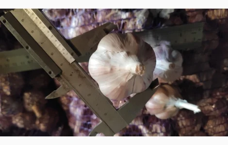 Продам часник