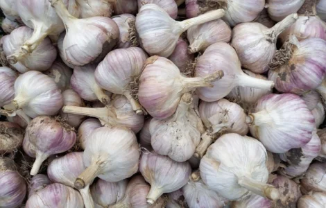 Продам часник озимий урожаю 2025