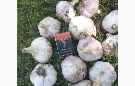 Часник дюшес 2 репродукція