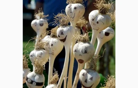 Продам Воздушку часнику Любаша