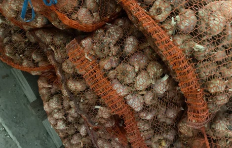 Продаю чеснок