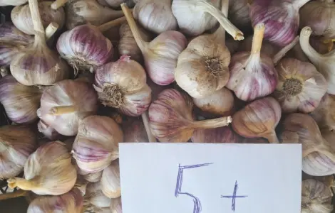 Продам часник Любаша