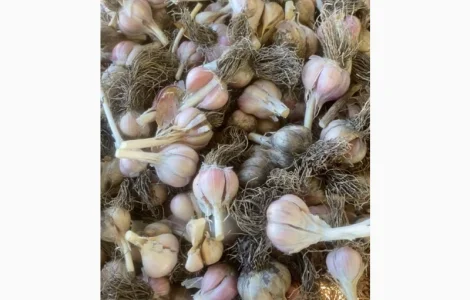 Часник на переробку