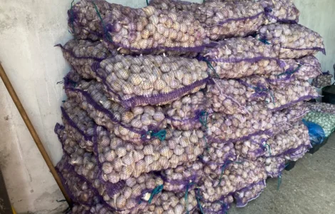 Продам часник озимий