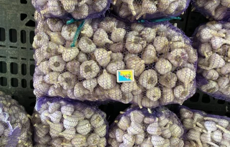 Продам часник озимий на посадку