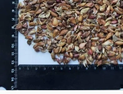 Воздушка (семена) чеснока сорта Любаша