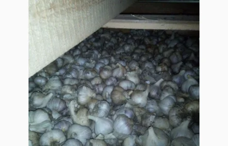 Часник сорт Дюшес 2025р