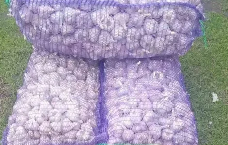 Продам часник