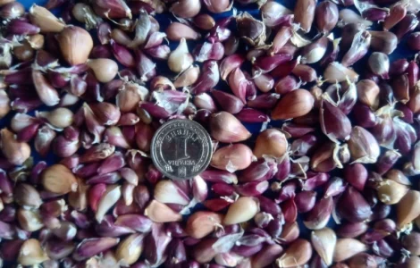 Насіння чоснику воздушка Любаша