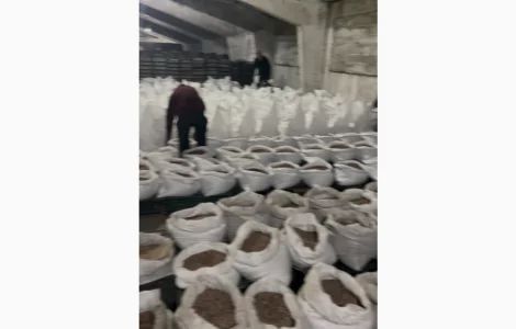 Воздушка чеснока однозубка