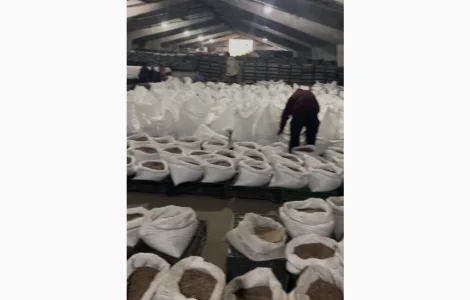 Повітряна бульба часнику