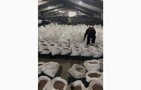 Повітряна бульба часнику