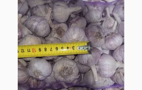 Часник Любаша