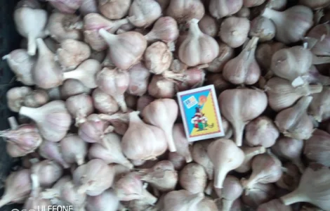 Продам часник озимий