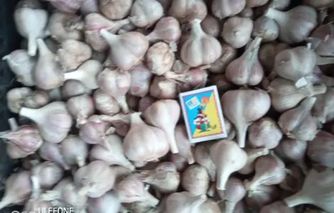 Продам чеснок озимый