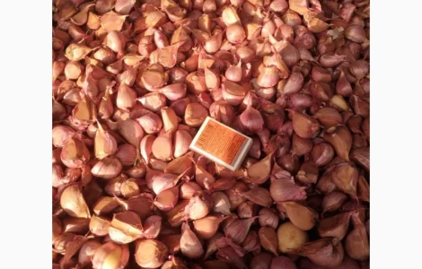 Реализуем семена чеснока сорт Любаша