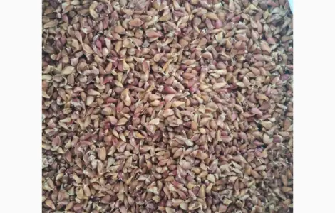 Продам воздушку чеснока сорт "Любаша"