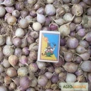 Продам семена озимого чеснока (воздушка