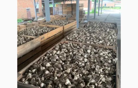 Продажа чеснока