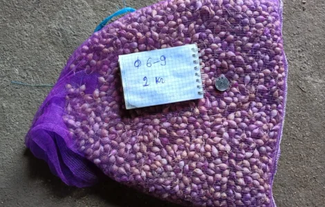 Продам ОДНОЗУБКУ часника сорту Любаша