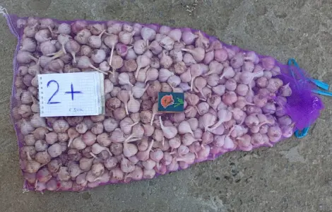 Продам чеснок Любаша 1 репродукция