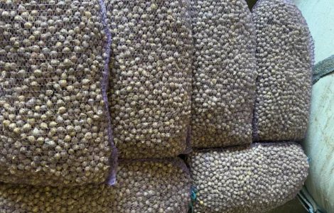 Куплю часник однозубку