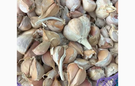 Продам Часник (НЕКОНДИЦІЯ) на переробку