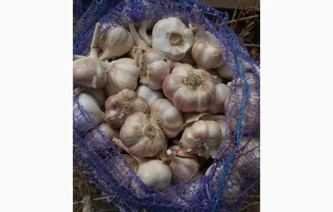 Продам озимий часник оптом