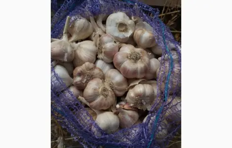 Продам озимый чеснок оптом