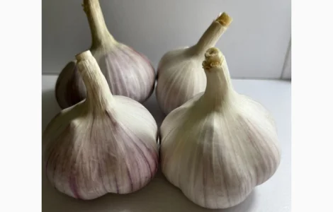 Продам часник сорт любаша 4+ 5+ 6