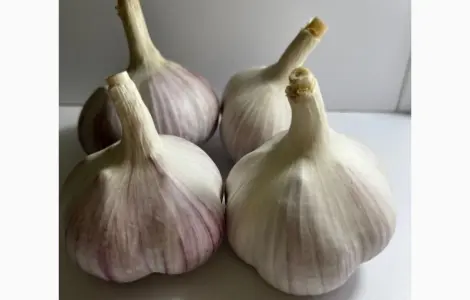 Продам часник сорт любаша 4+ 5+ 6