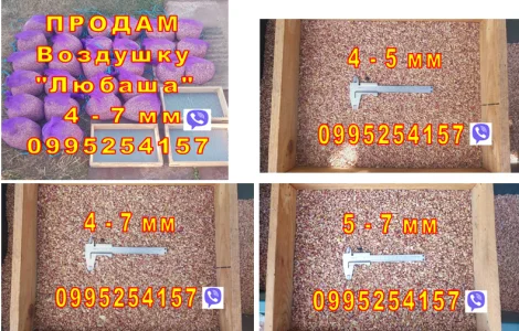 Воздушка Любаша Насіння Повітряна Бульбашка Часник Чеснок Семена Однозубка