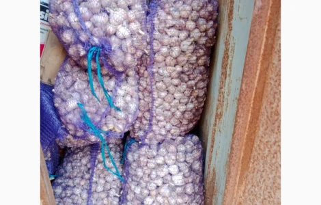 Часник Любаша посадковий