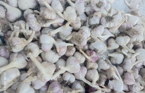 Продам часник