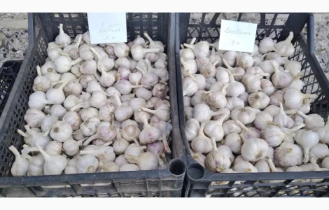 Продам часник Любаша