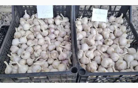 Продам часник Любаша