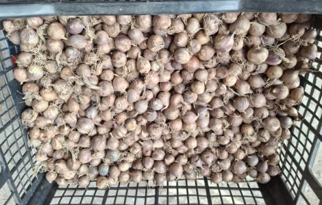 Продам часник