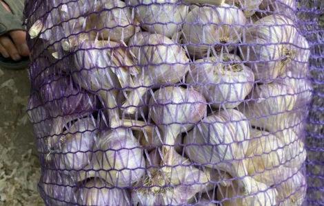 Продам часник Любаша опт