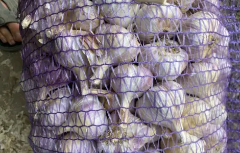 Продам часник Любаша опт