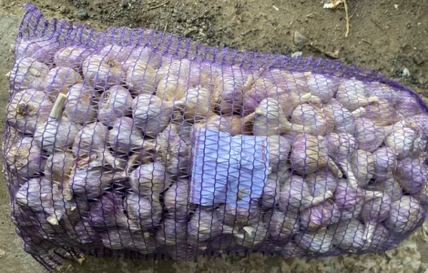 Продам часник Любаша