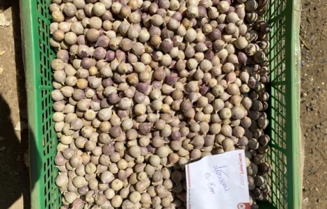 Продам однозубку часнику Любаша