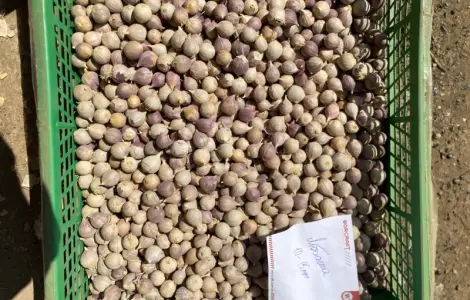 Продам однозубку часнику Любаша
