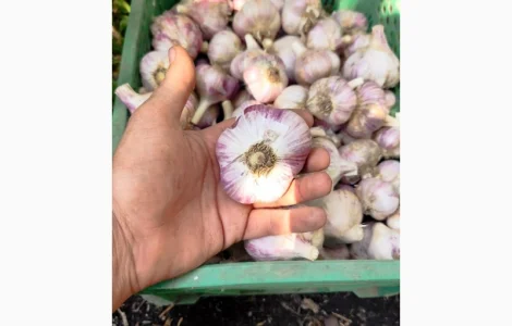 Продам часник Любаша опт