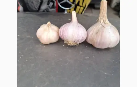 Продам озимий часник Любаша