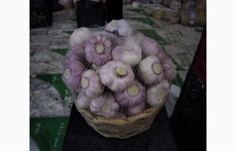 Часник Єгипет