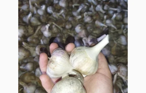 Часник любаша