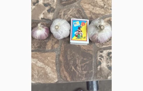 Товарний часник сорт Любаша