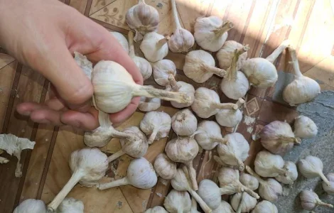 Часник різної якості на переробку та використання в харчовій промисловості