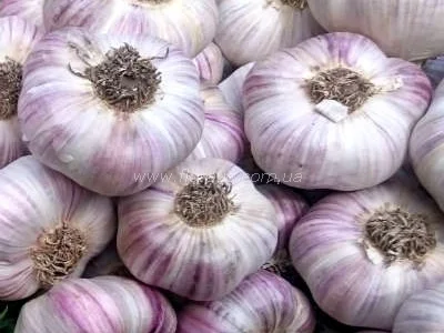 Часник Любаша