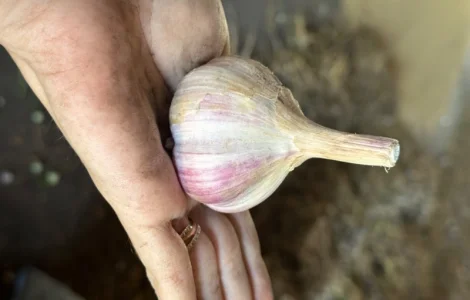 Продам домашній часник